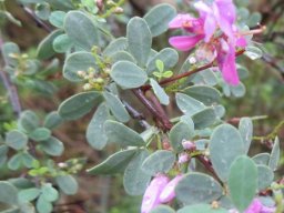 Indigofera denudata new growth